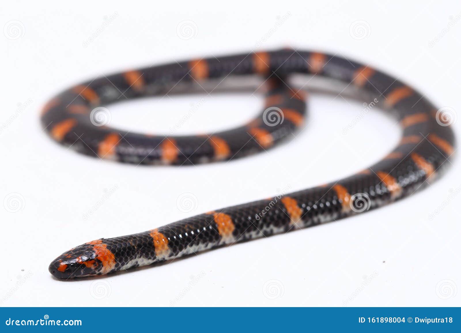 red-tailed pipe snake scientific name cylindrophis ruffus