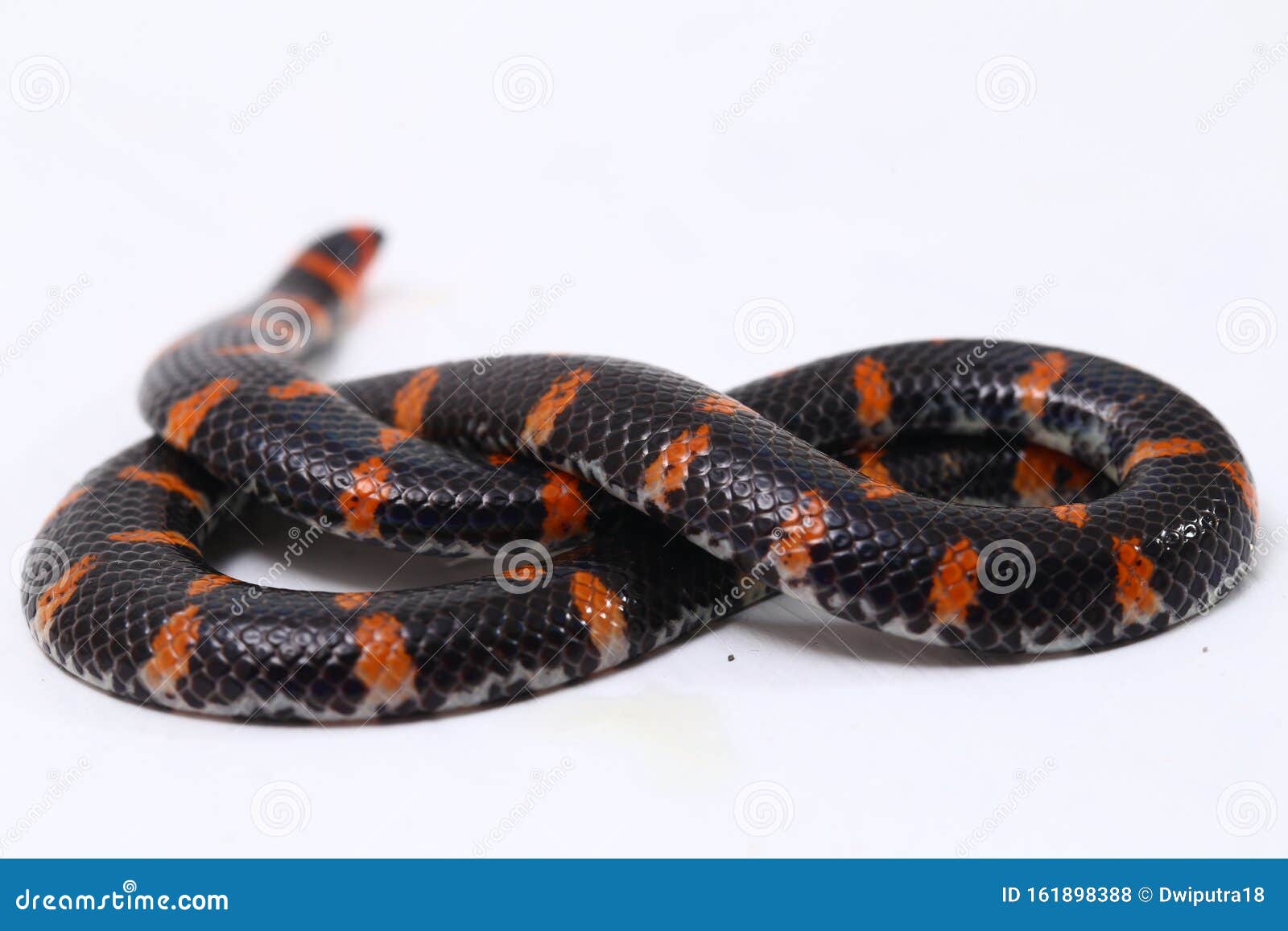 red-tailed pipe snake scientific name cylindrophis ruffus