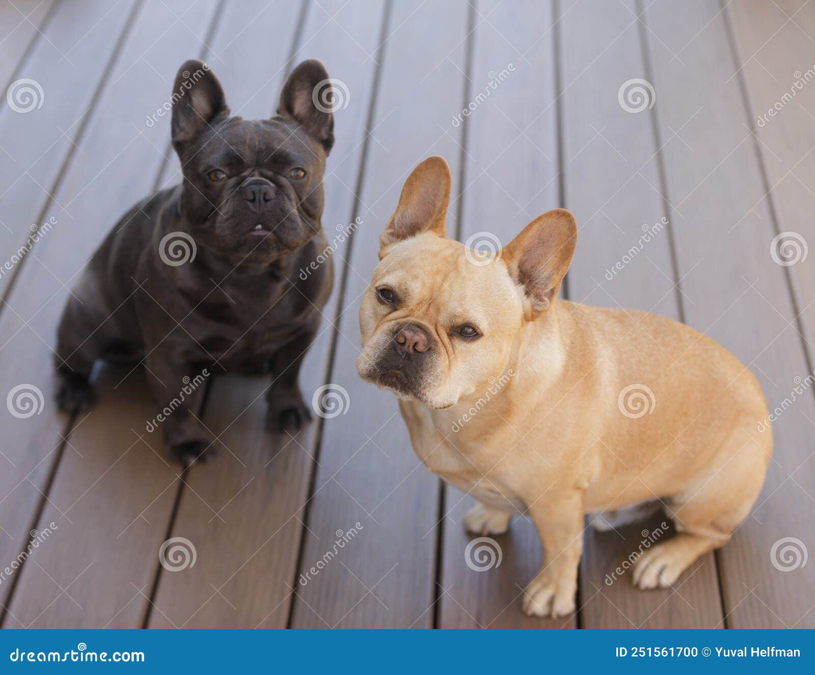 red tan and blue isabella frenchies sitting on wooden deck and looking up