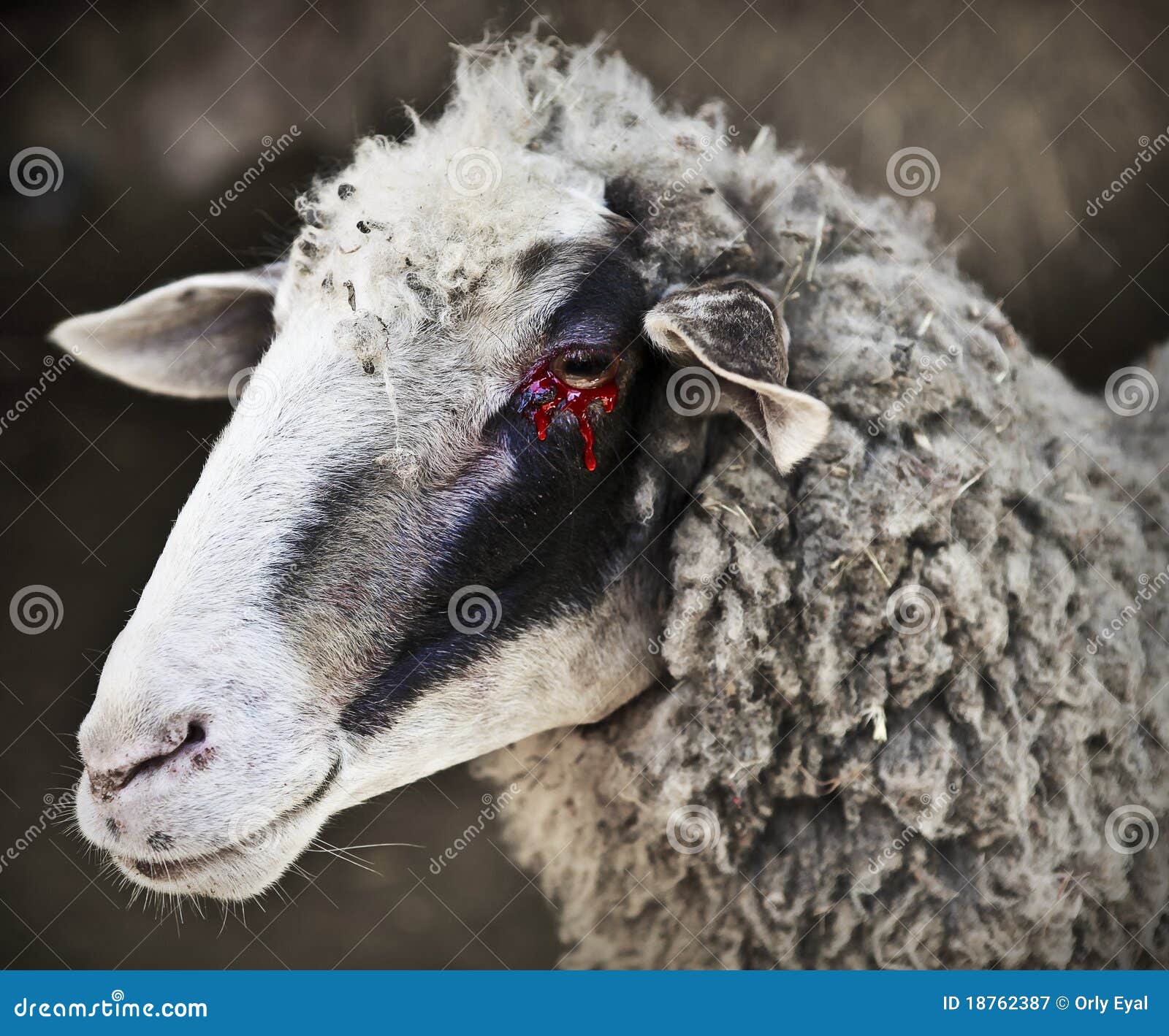 Red tears stock image. Image of injured, sheep, goat 18762387