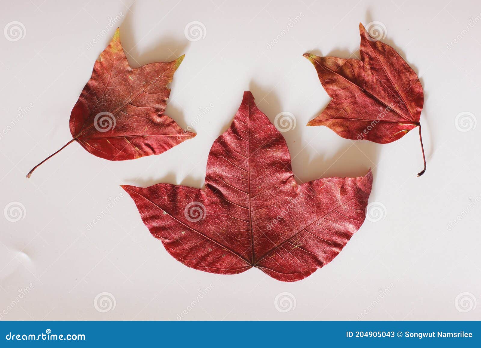 red three-pointed maple leaf on a white background