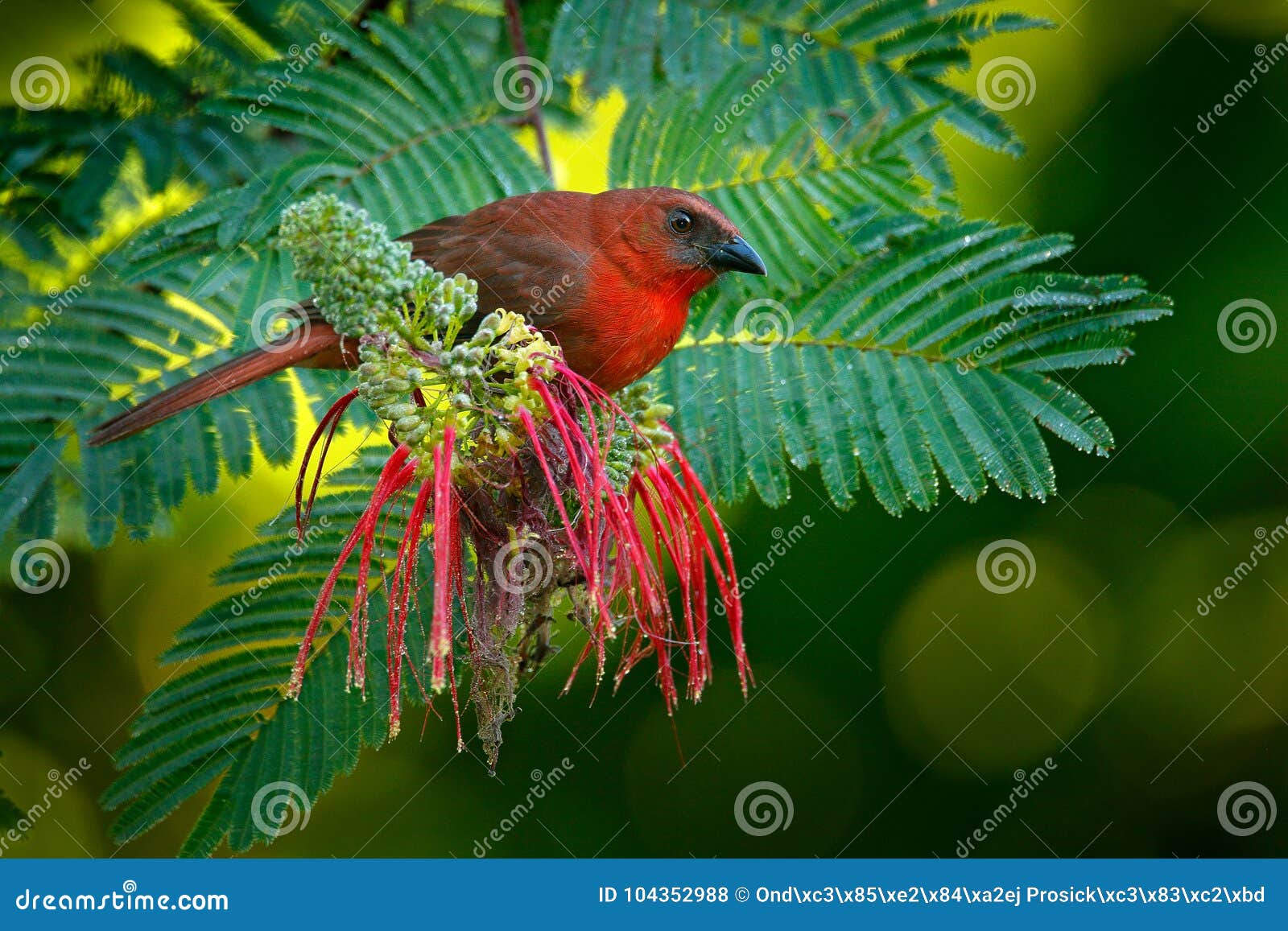 red-throated ant-tanager, habia fuscicauda, red bird in the nature habitat. tanager sitting on the green palm tree. birdwatching i