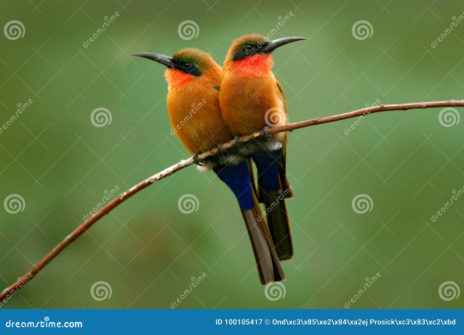 red-throated bee-eater, merops bulocki, benin, cameroon, congo, ethiopia, gambia, ghana. detail of pair exotic orange and red afri