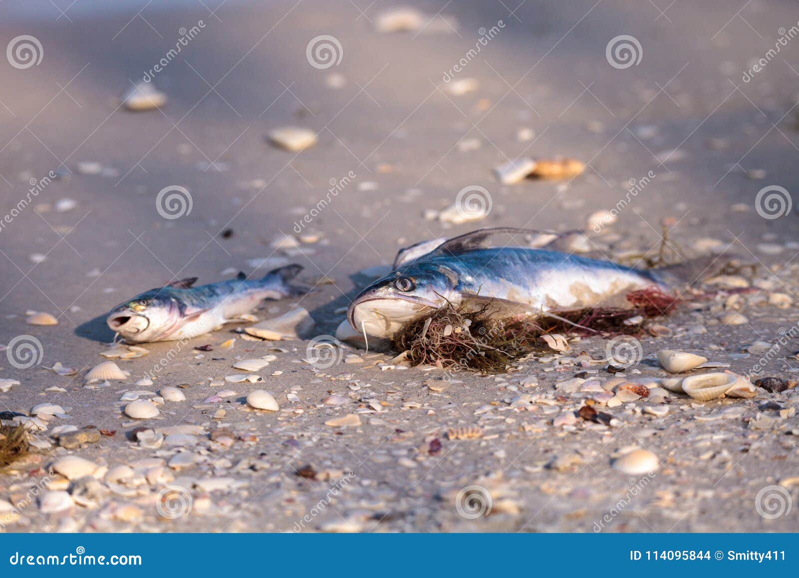 red tide causes fish to wash up dead