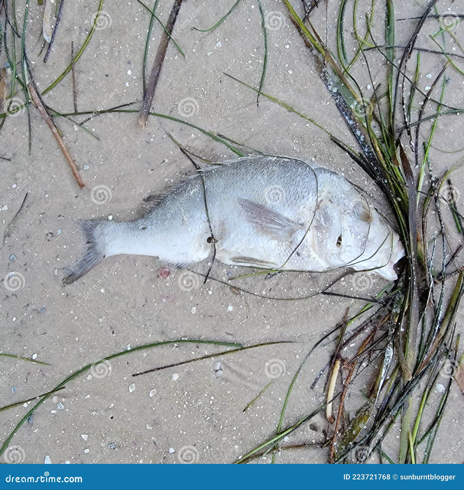 Red Tide Dead Fish in Florida Stock Photo Image of animal, plant