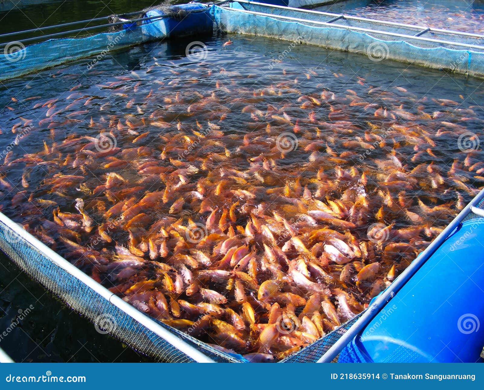 The Red Tilapia Fish in Cage Culture Stock Photo - Image of