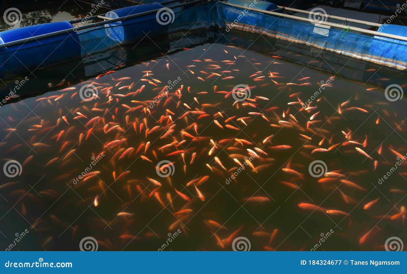 Red Tilapia Fish in a Farming Cage Stock Image - Image of culture