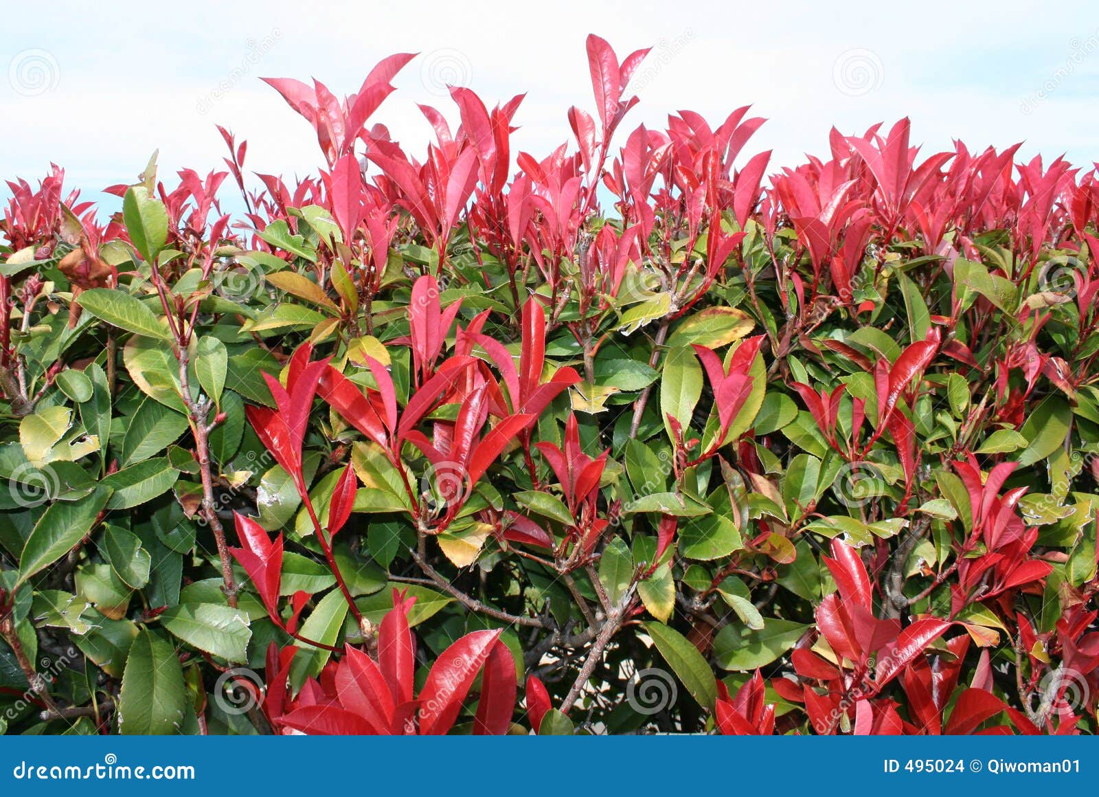 Red-Tipped Photinia stock photo. Image of tree, fatinia - 495024