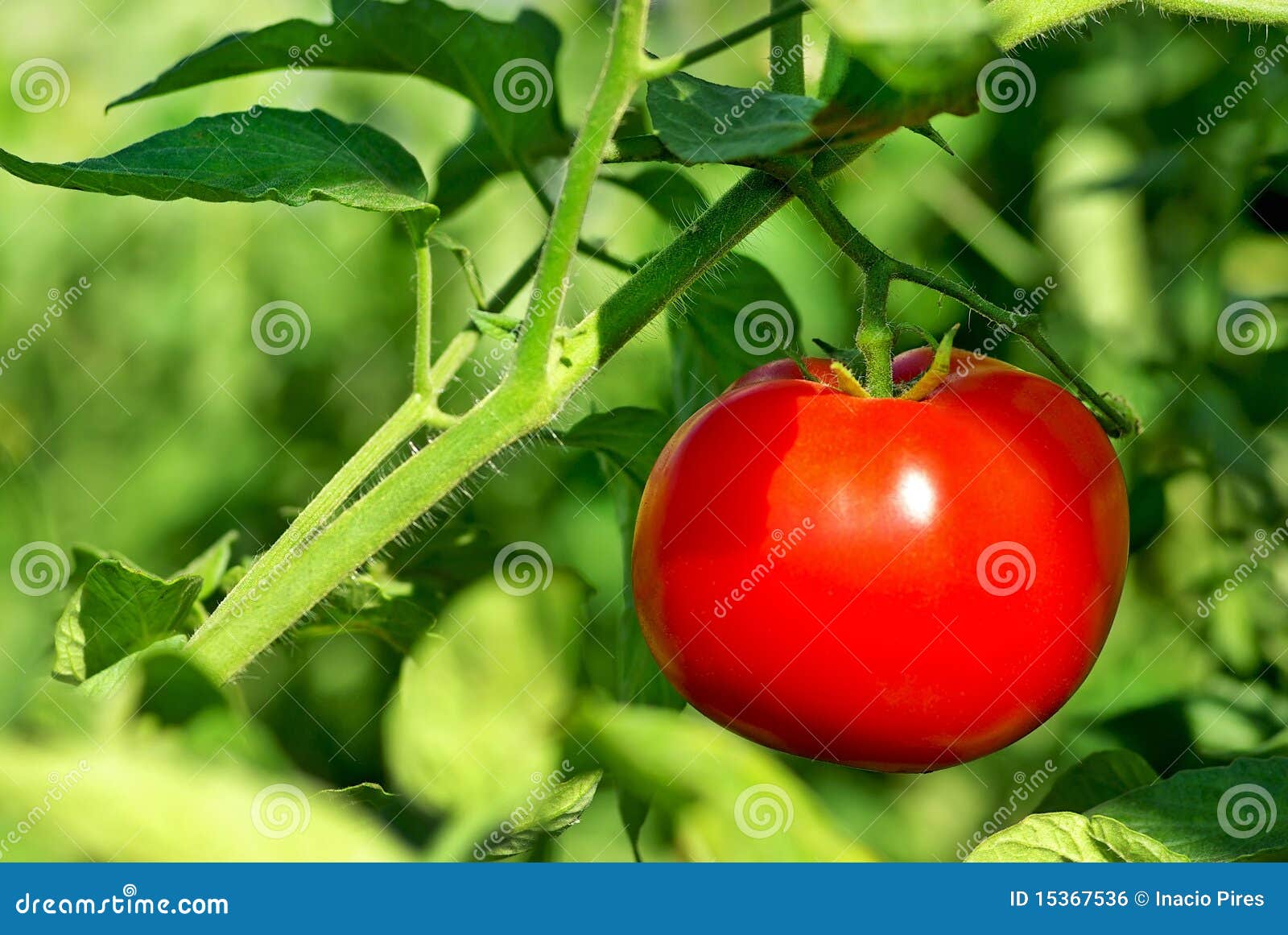 red tomato on plant.