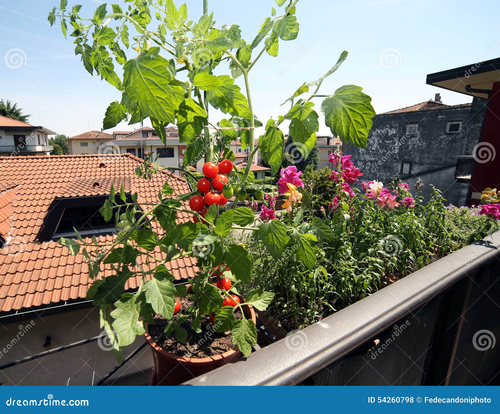 Red Tomato Plant in the Balcony Stock Photo Image of home, house