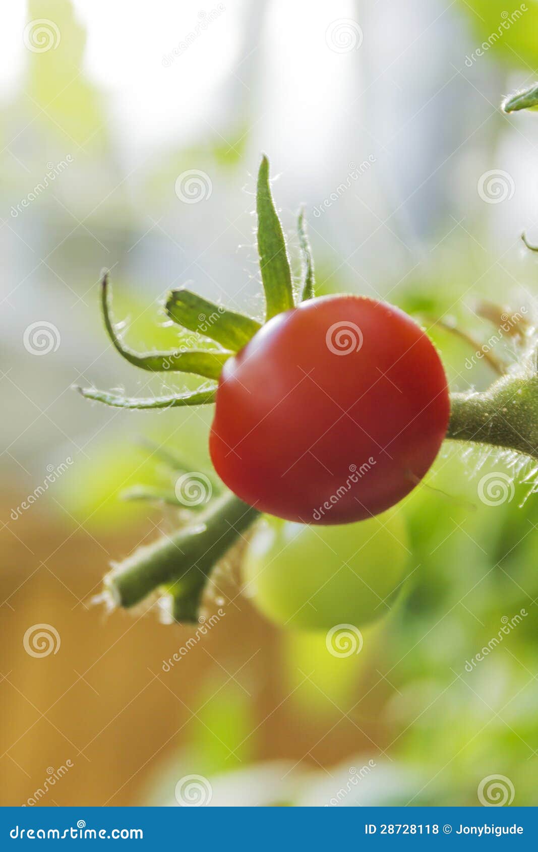 The Tomato Solanum Lycopersicum, L. 1753 - Identified According To The ...