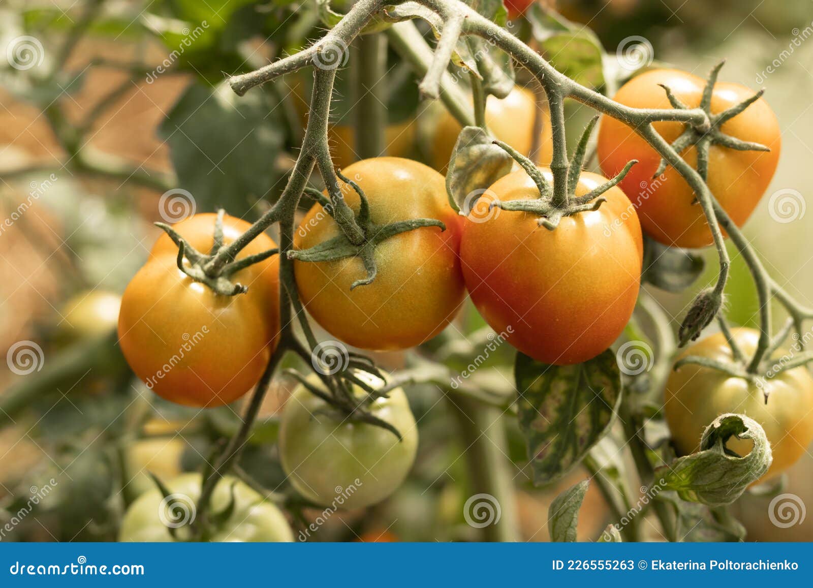 Red Tomatoes Sing on a Bush in the Garden, Agriculture Stock Image