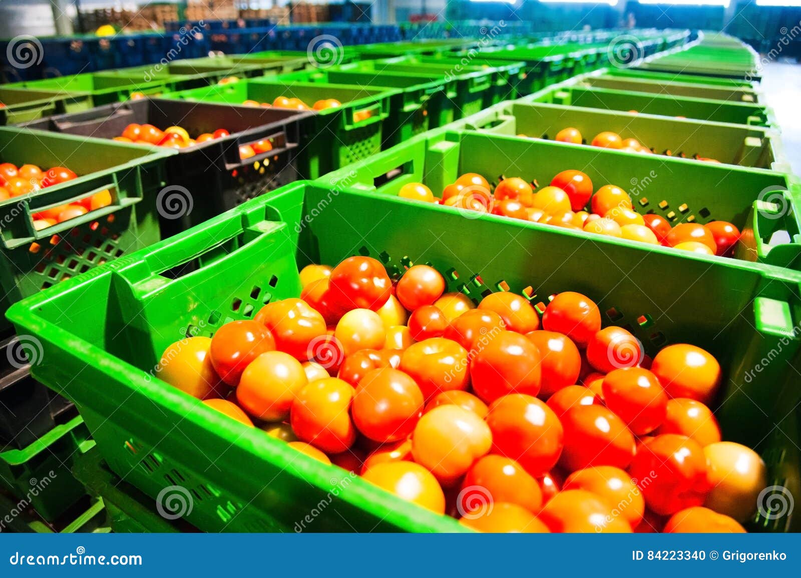 Red Tomatoes on Vegetable Processing Factory Stock Photo Image of vegetable, machine 84223340