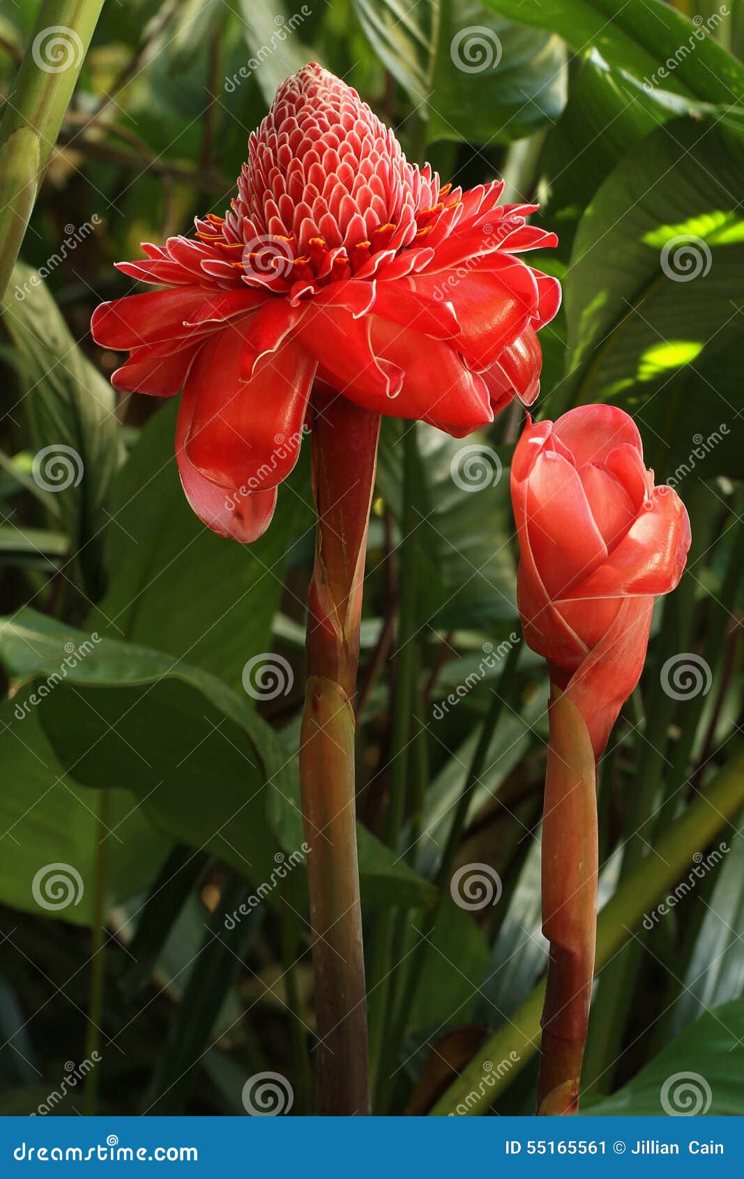 Red Torch Ginger Bloom stock image. Image of natural 55165561
