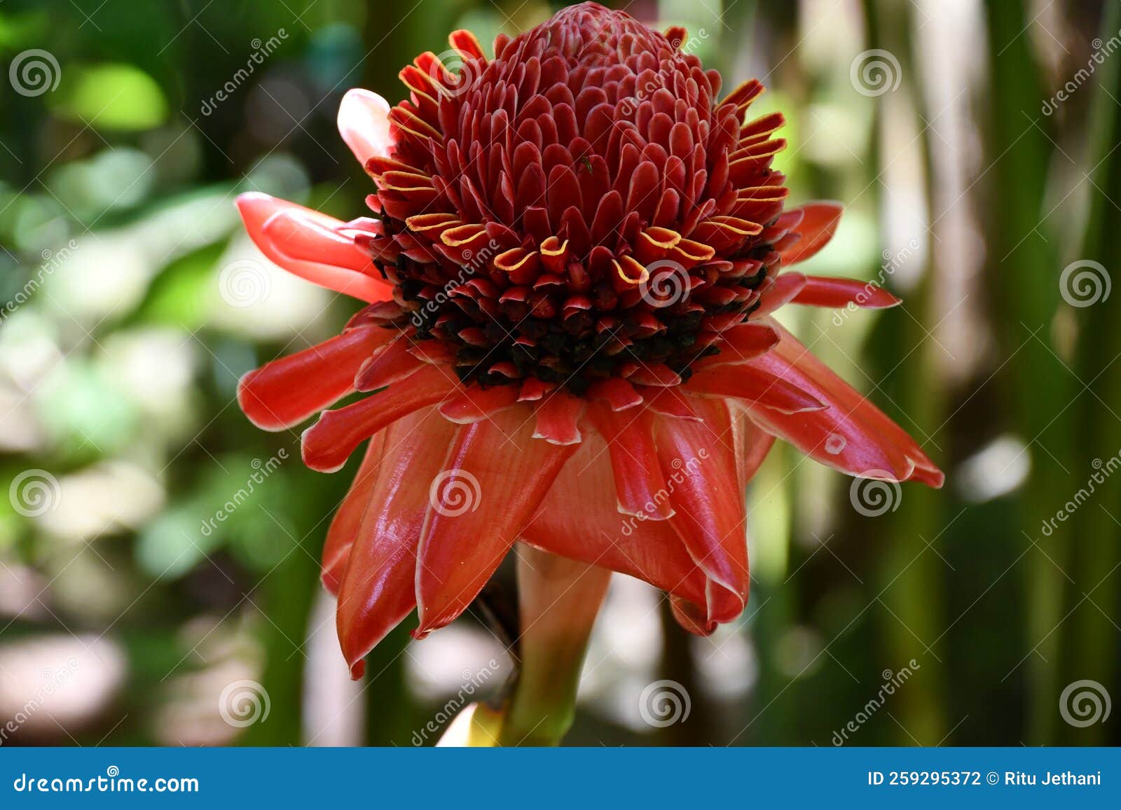 Red Torch Ginger Flower stock photo. Image of dahlia 259295372