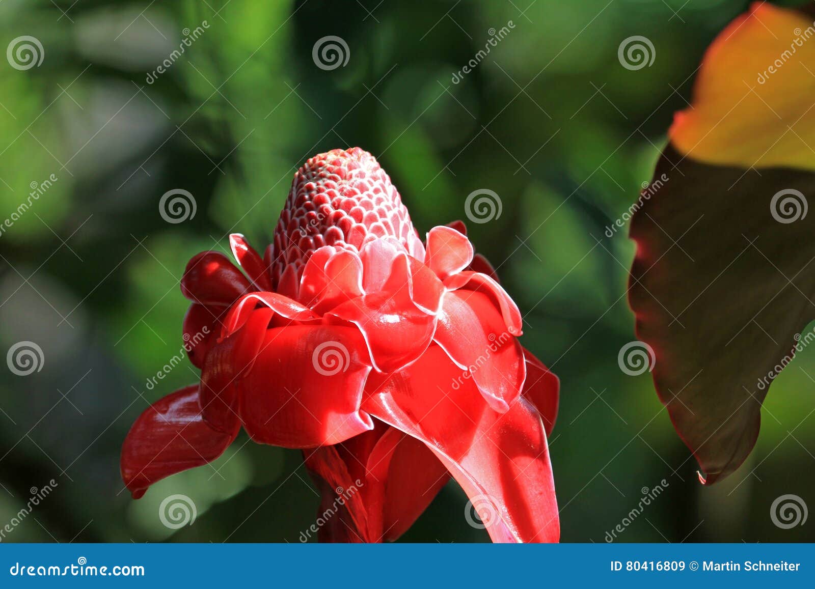 Red Torch Ginger Flower, Mexico Stock Image Image of colorful, mexico