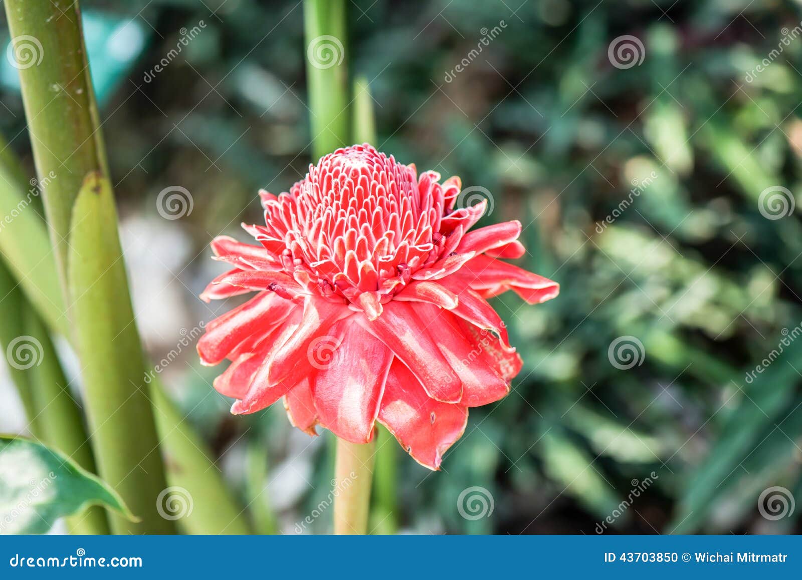 Red Torch Ginger Local Flower Stock Photo Image of texture, detail