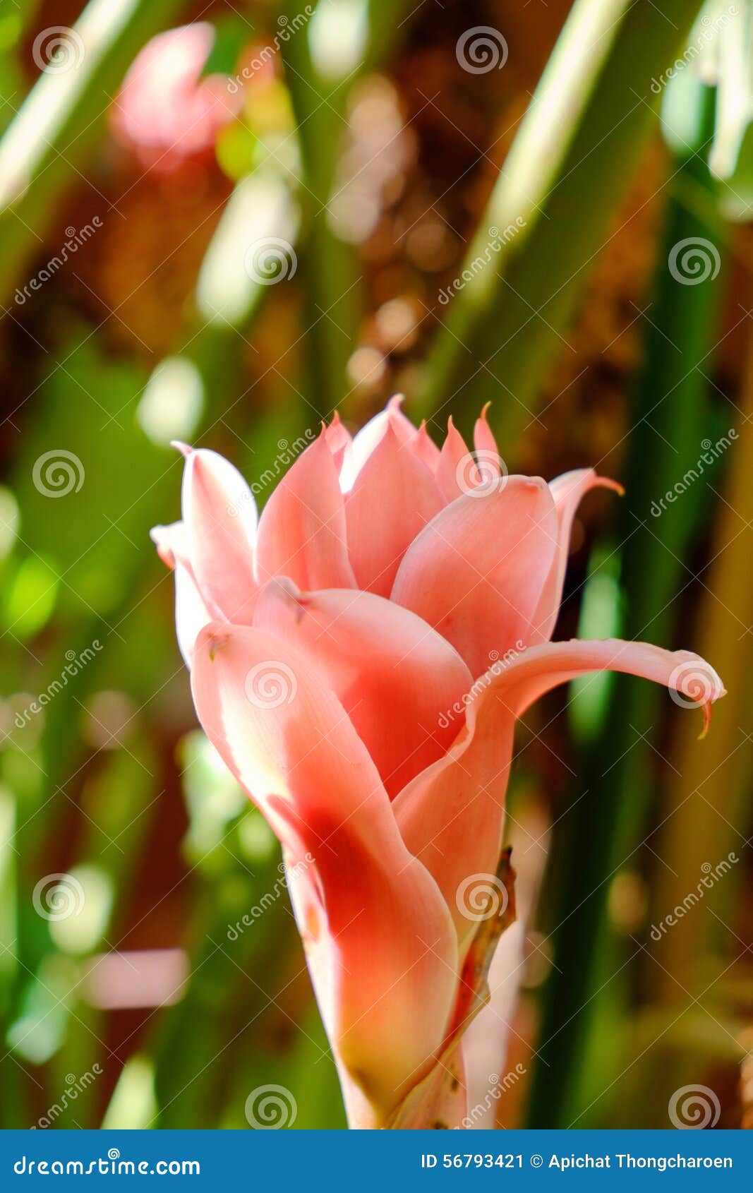 Red Torch Ginger Local Flower Stock Image Image of pink, tropical