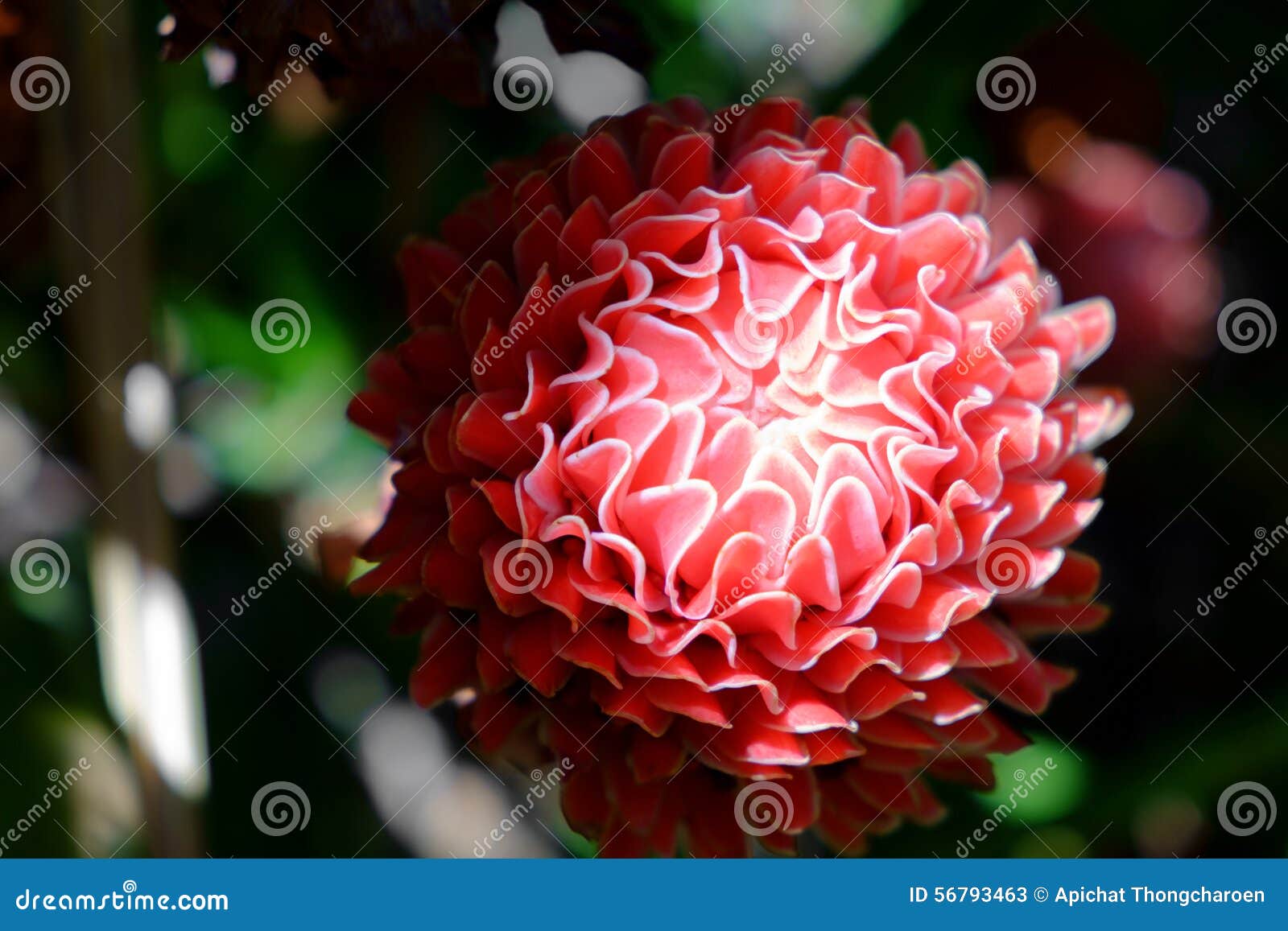 Red Torch Ginger Local Flower Stock Image Image of torch, plant 56793463