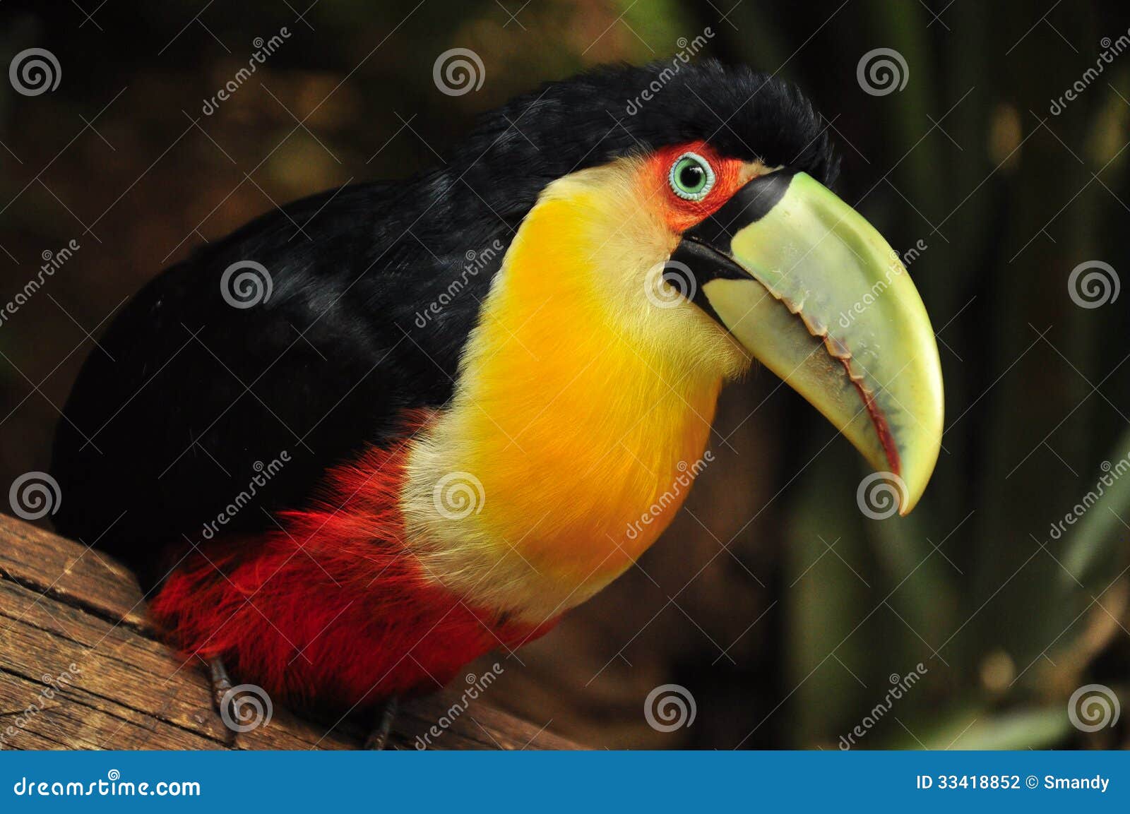 red toucan in brazil forrest