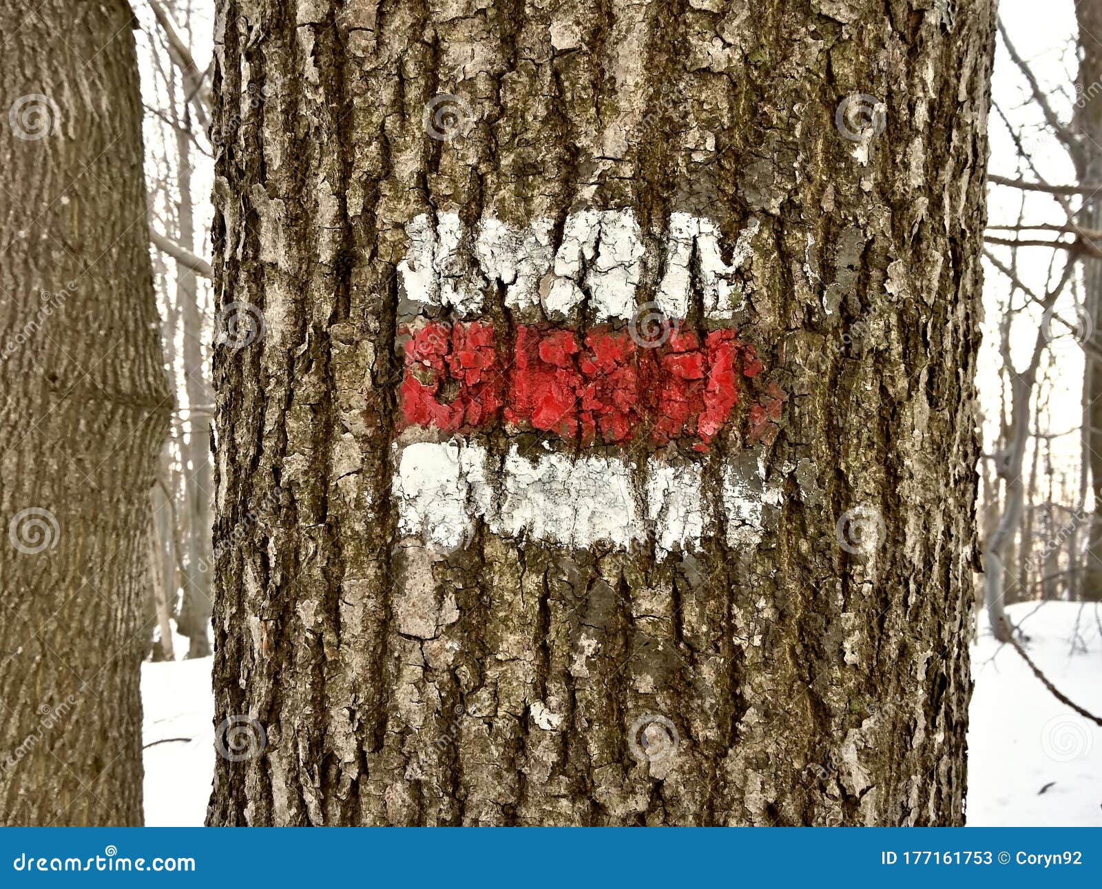 red touristic mark on tree trunk rugger bark in snowy winter deciduous wood