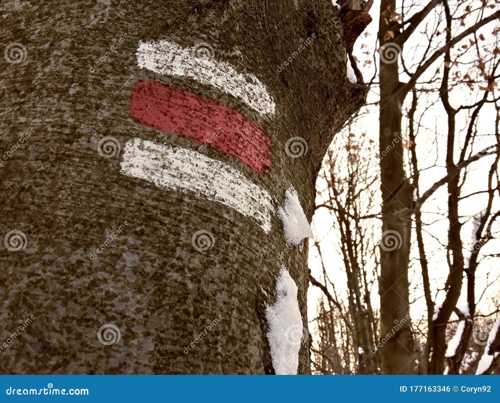 red touristic mark on tree trunk rugger bark in snowy winter deciduous wood. detail of touristic path sign