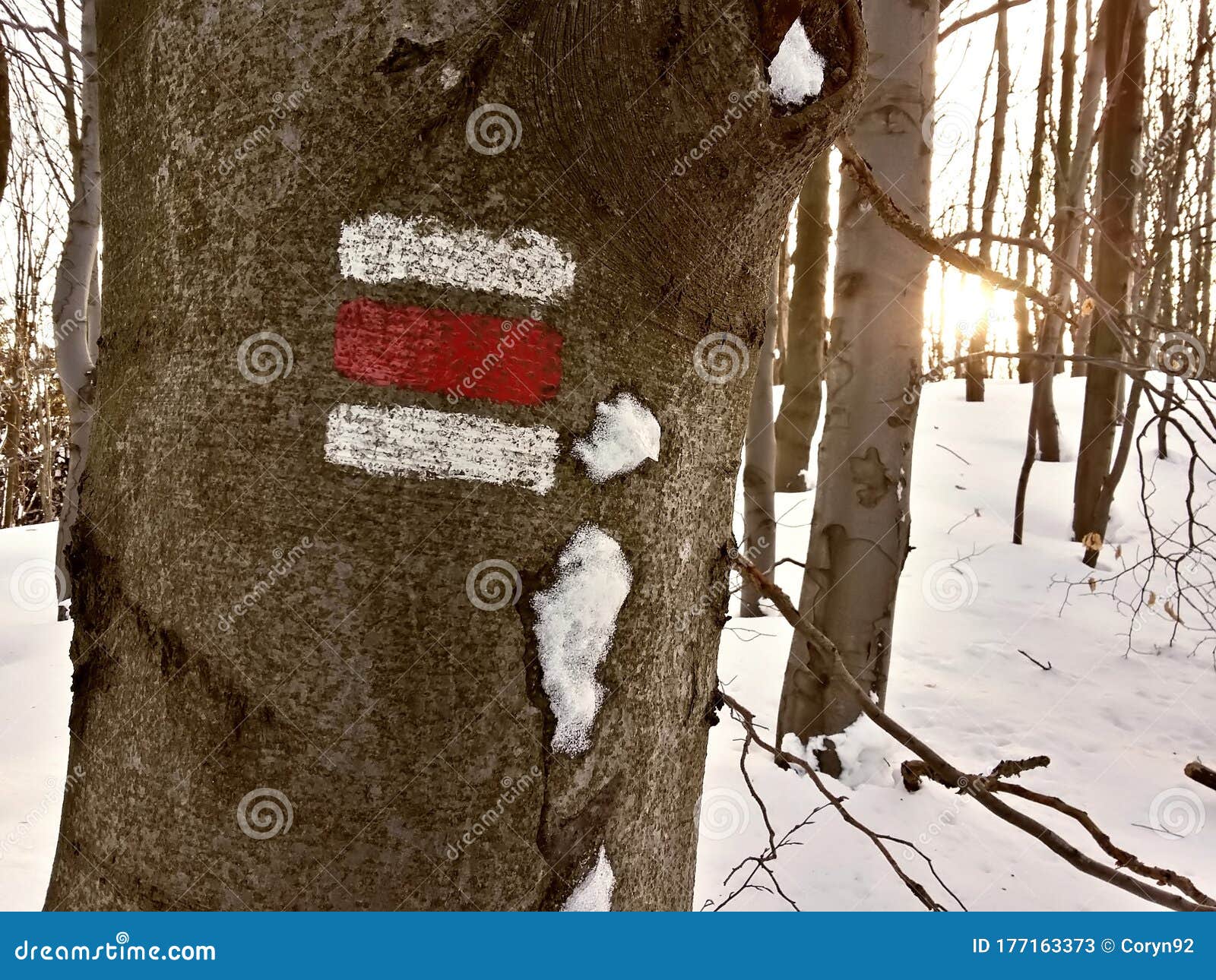 red touristic mark on tree trunk rugger bark in snowy winter deciduous wood. morning sun on background