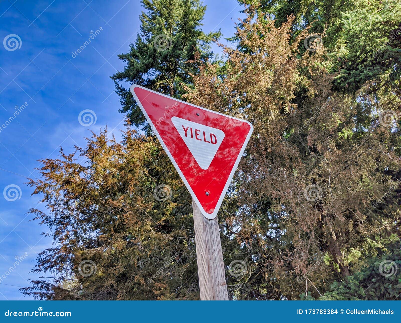 Red Traffic Yield Sign Next To A Road Stock Photo Image Of Park Driving Red Traffic Yield Sign Next To A Road Stock Photo Image Of Park Driving