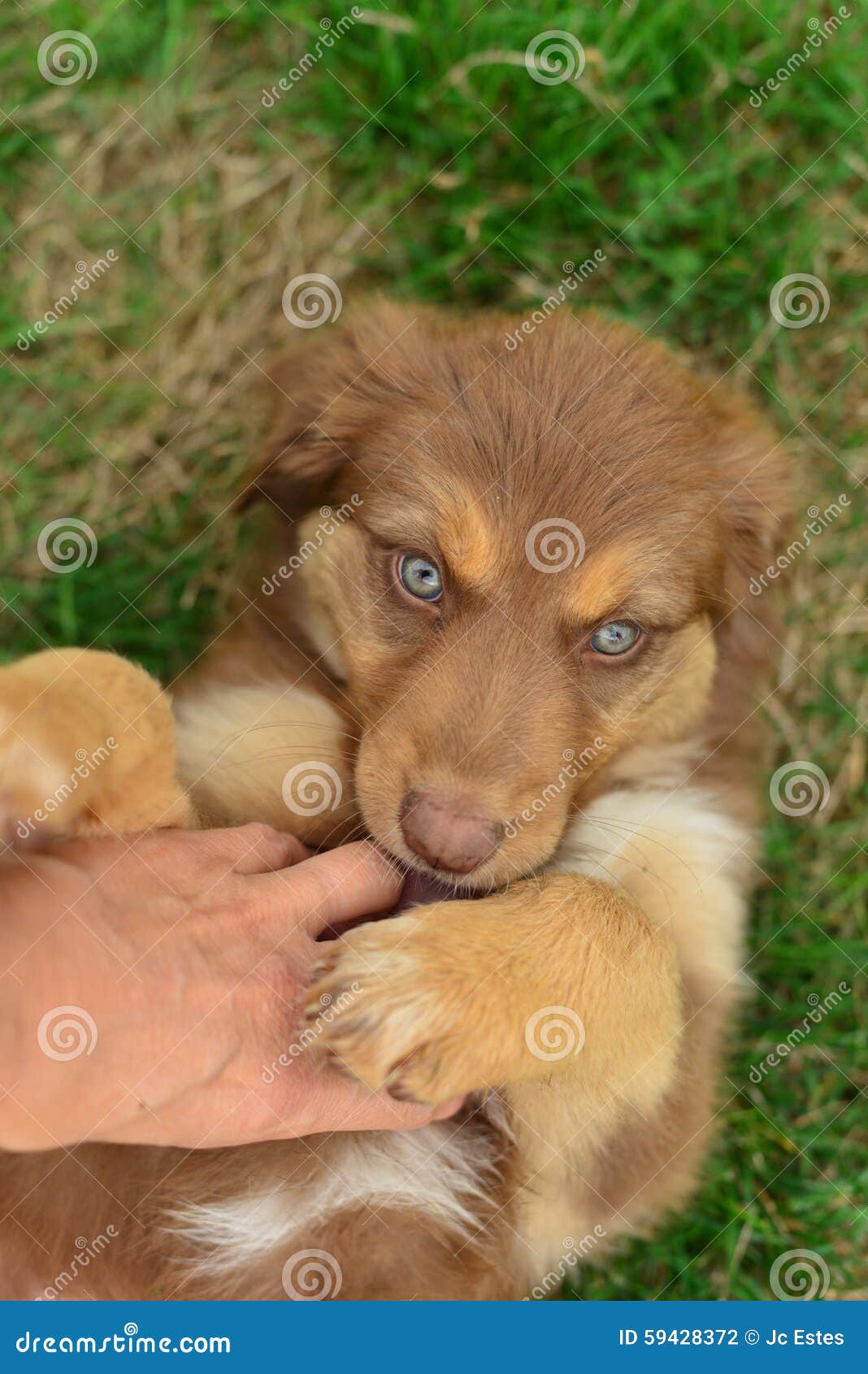 Rustik Lodge Thicken Red Tri Color Tricolor Australian Shepherd Puppy Aussie Stock Photo - Image  of companion, adorable: 59428372