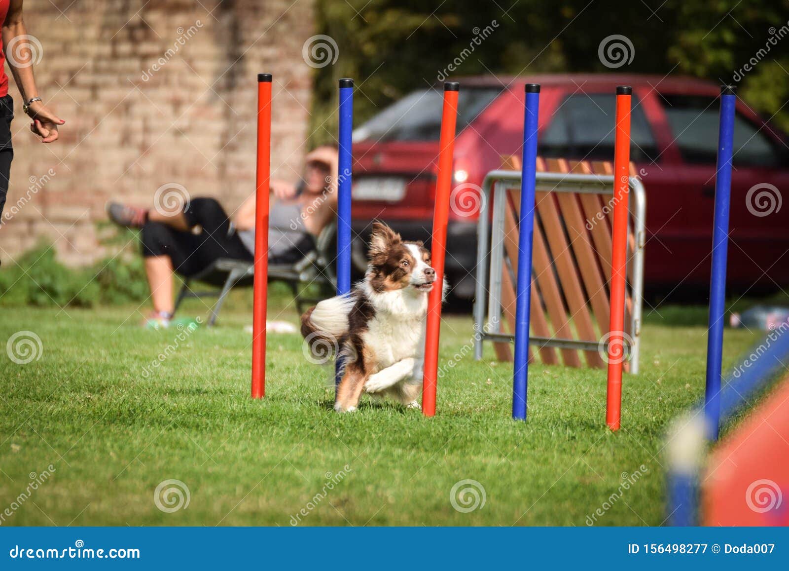 red tricolor border collie is running agility slalom