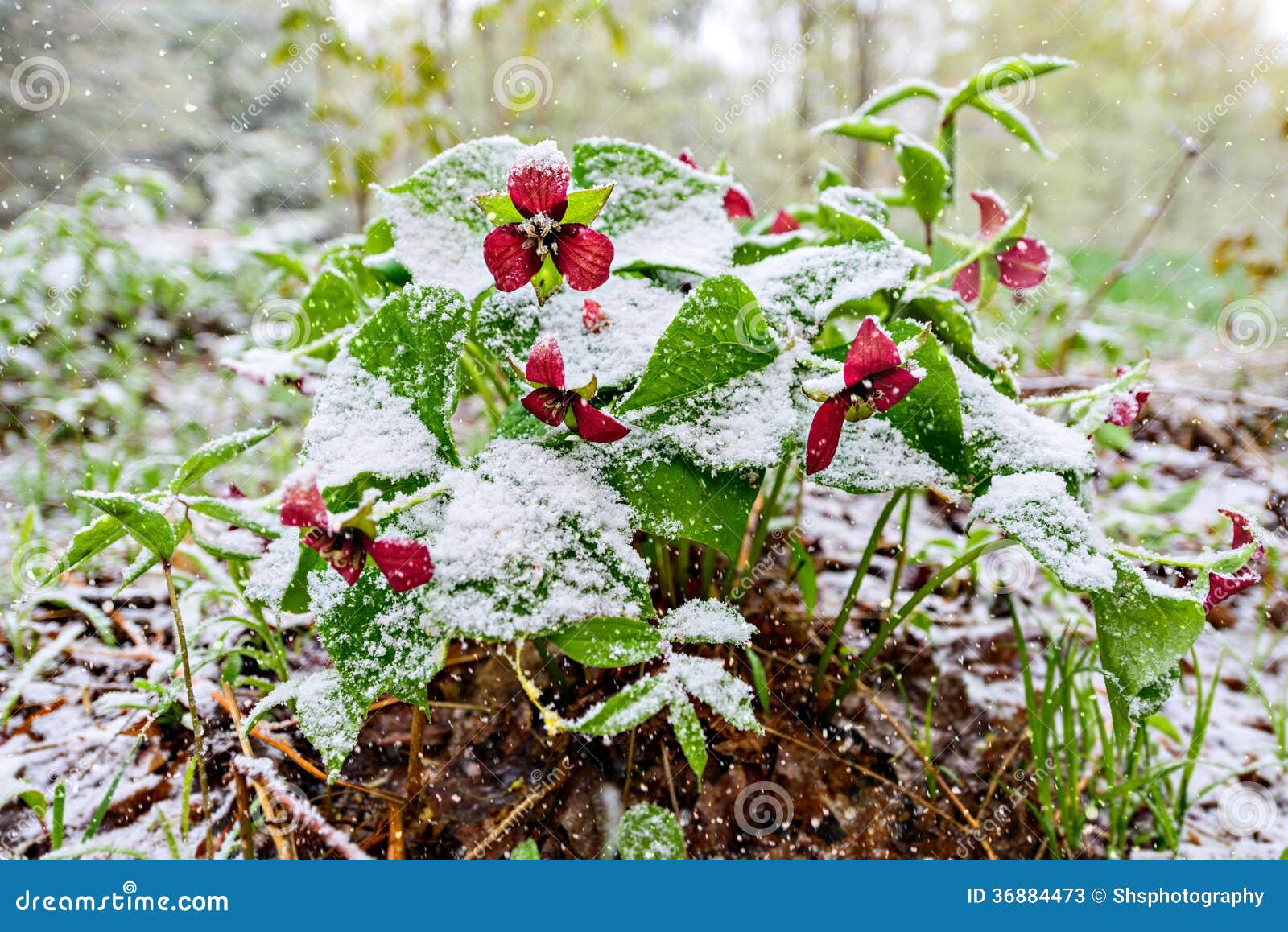 red trilliums with falling snow