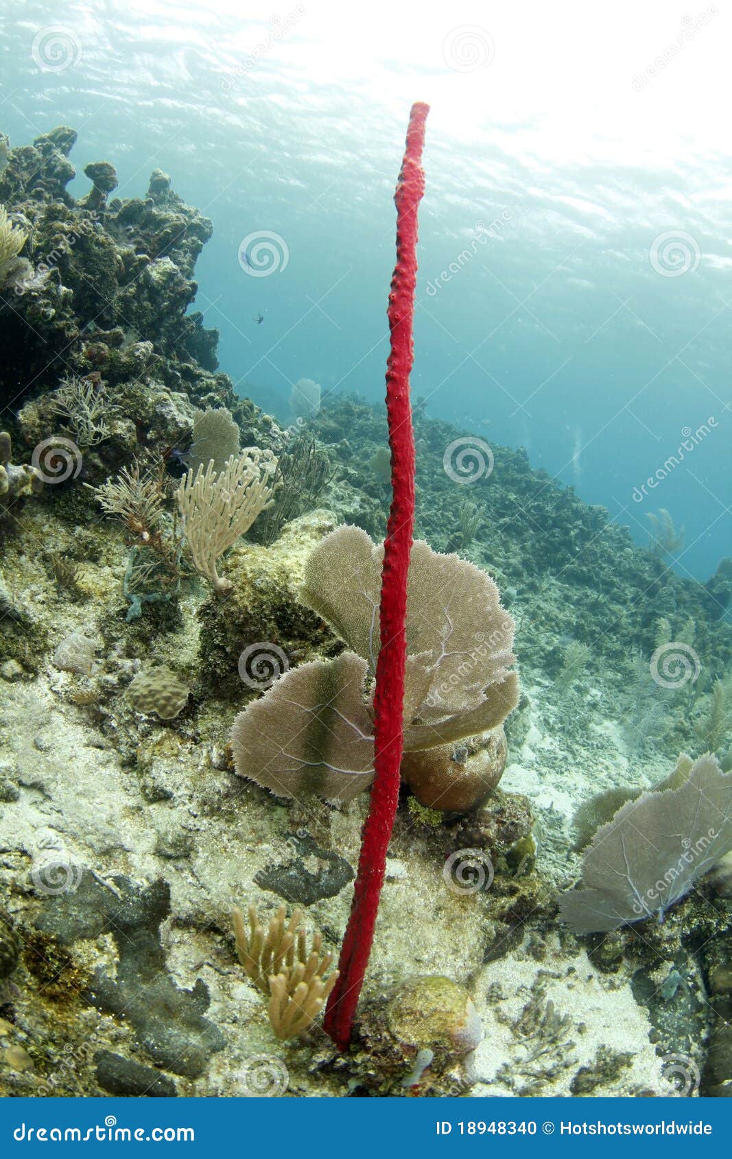 red tropical erect rope sponge, utila, honduras