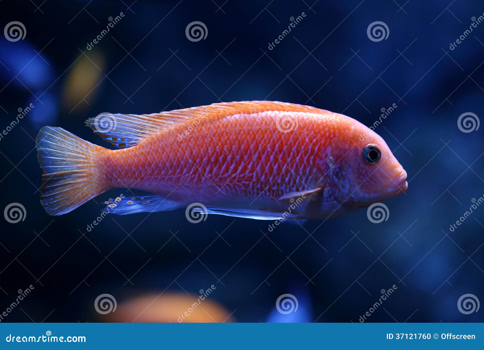 Red tropical fish stock photo. Image of aquarium, coral - 37121760