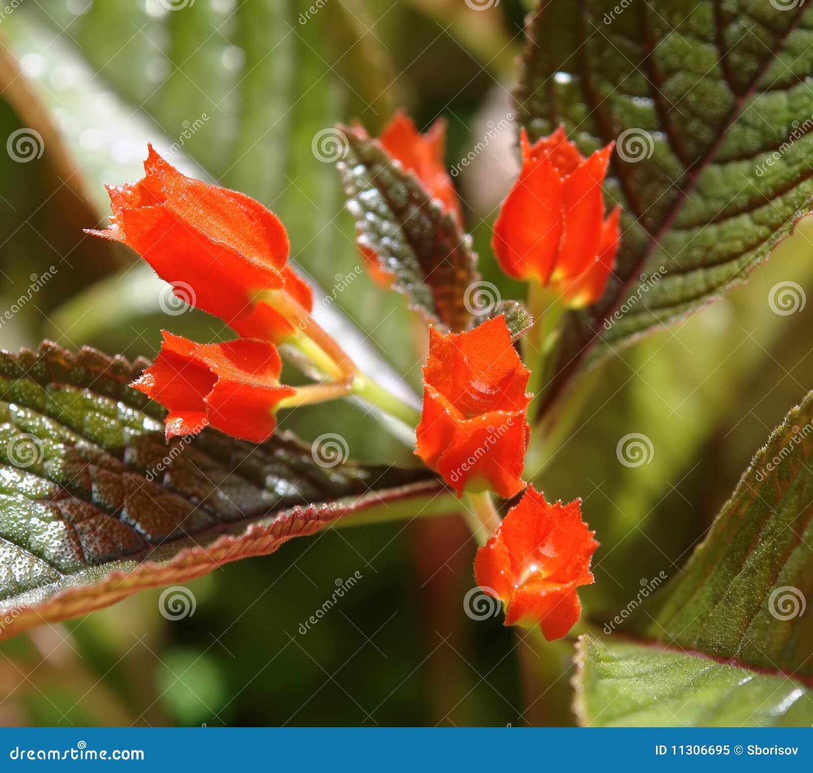 Red tropical flower stock image. Image of botanical, bloom 11306695