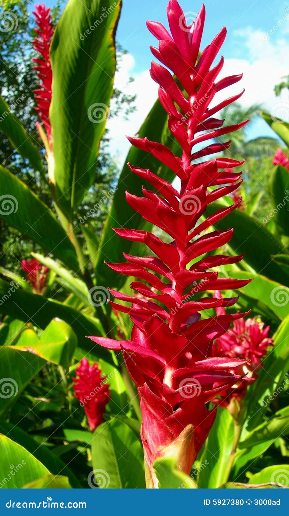 Red tropical flower stock photo. Image of resort, multicolor - 5927380