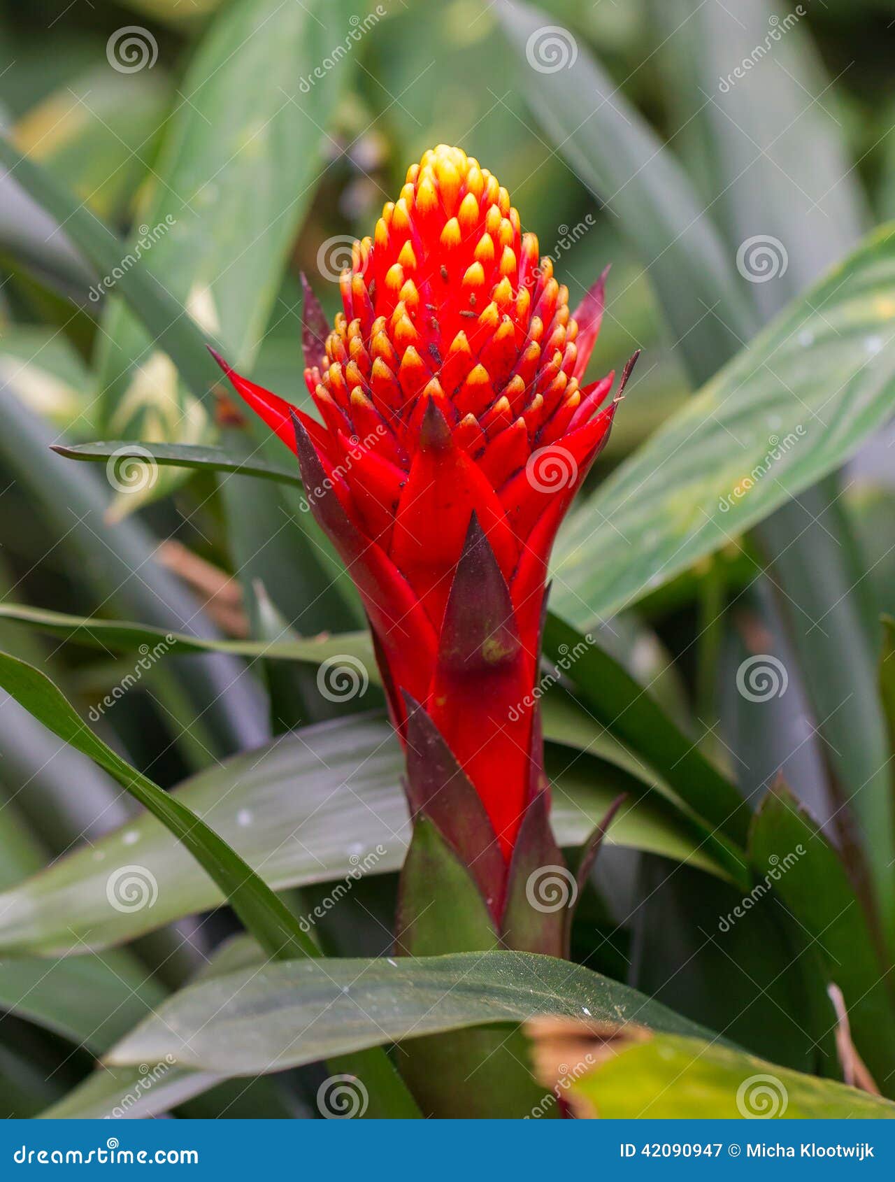Red tropical flower stock image. Image of jungle, floral 42090947