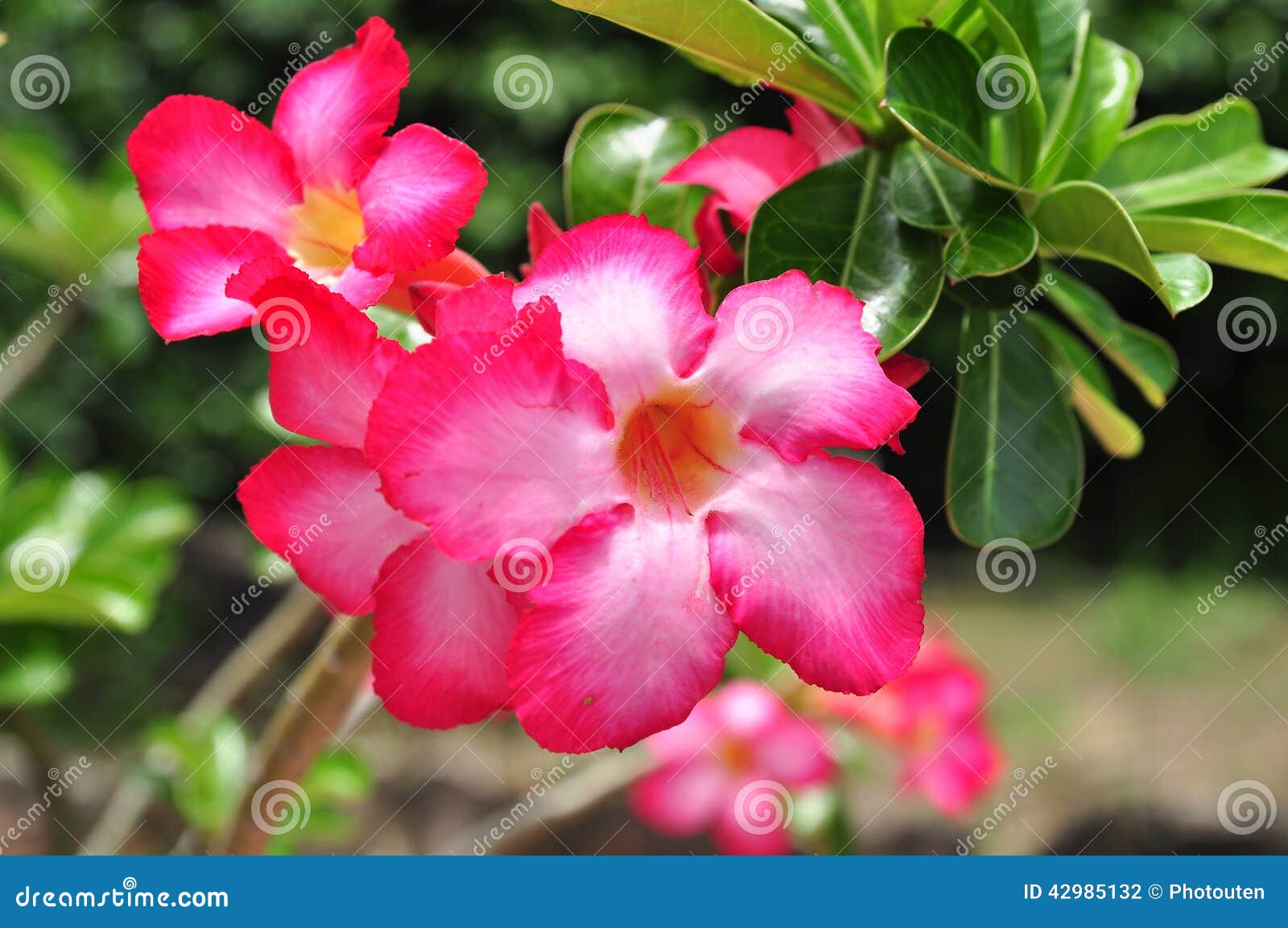 Red tropical Flower stock photo. Image of pink, tropical - 42985132