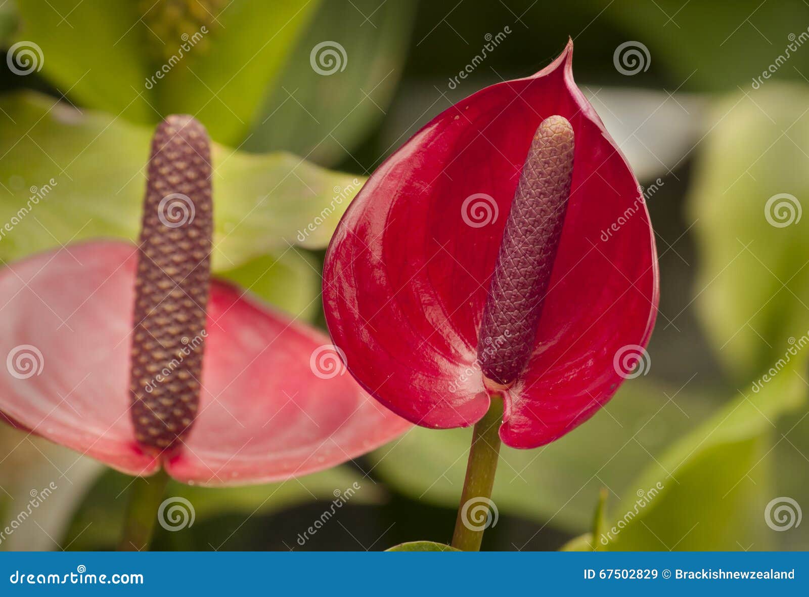 Red Tropical Flower stock image. Image of nature, foliage 67502829