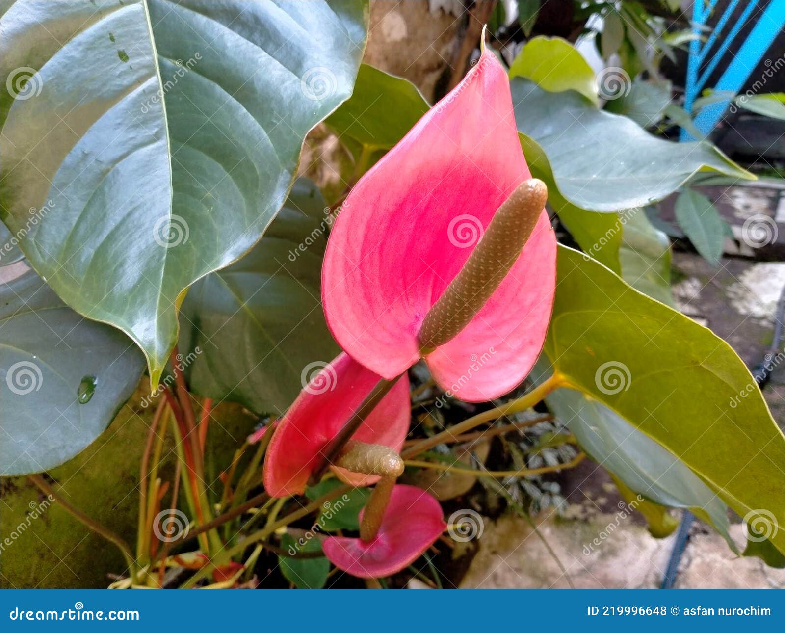 A Red Tropical Flower on the Backyard. Stock Photo Image of garden
