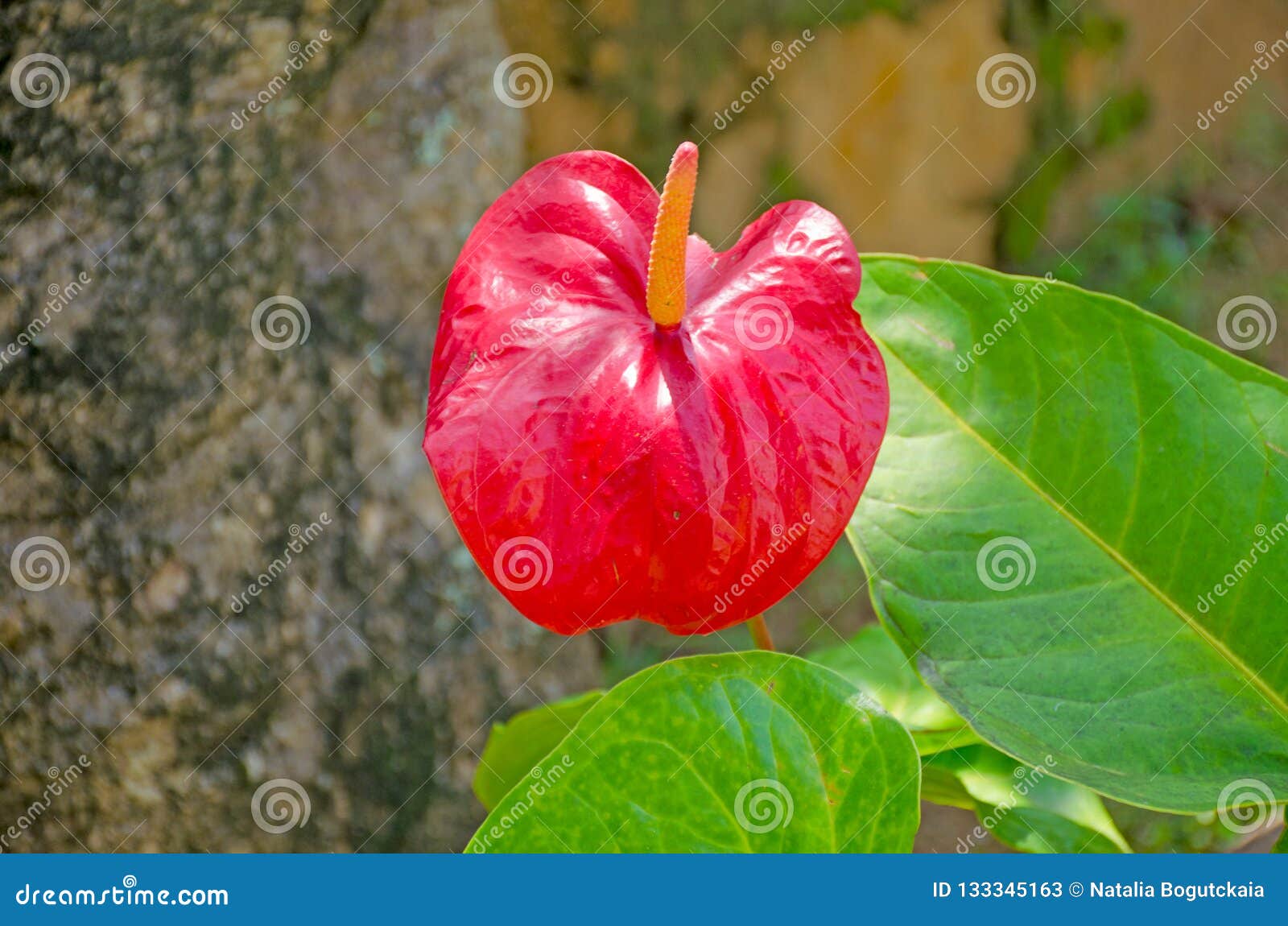 Red Tropical Flower with the Yellow Middle of Anthurium Stock Image