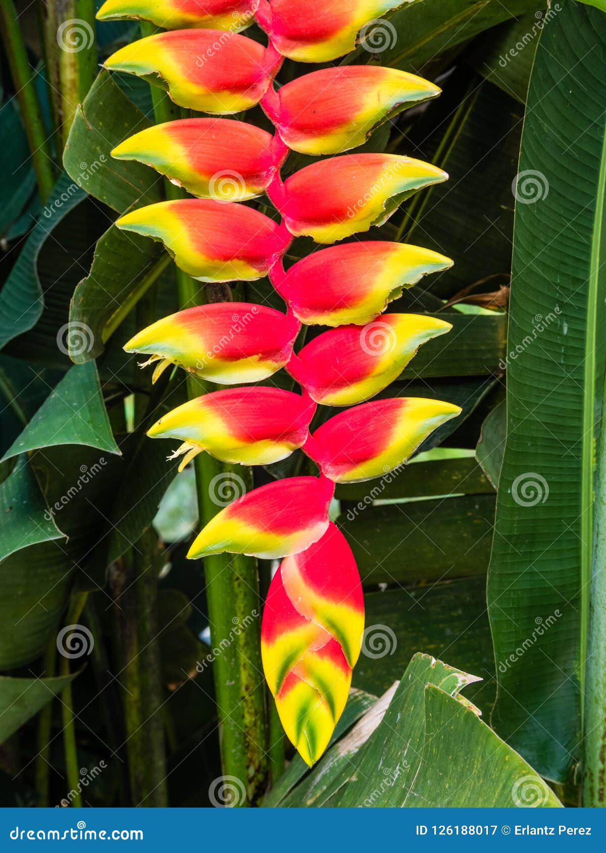 Red Tropical Heliconia Flower Blossom Stock Image - Image of tunari,  beauty: 126188017