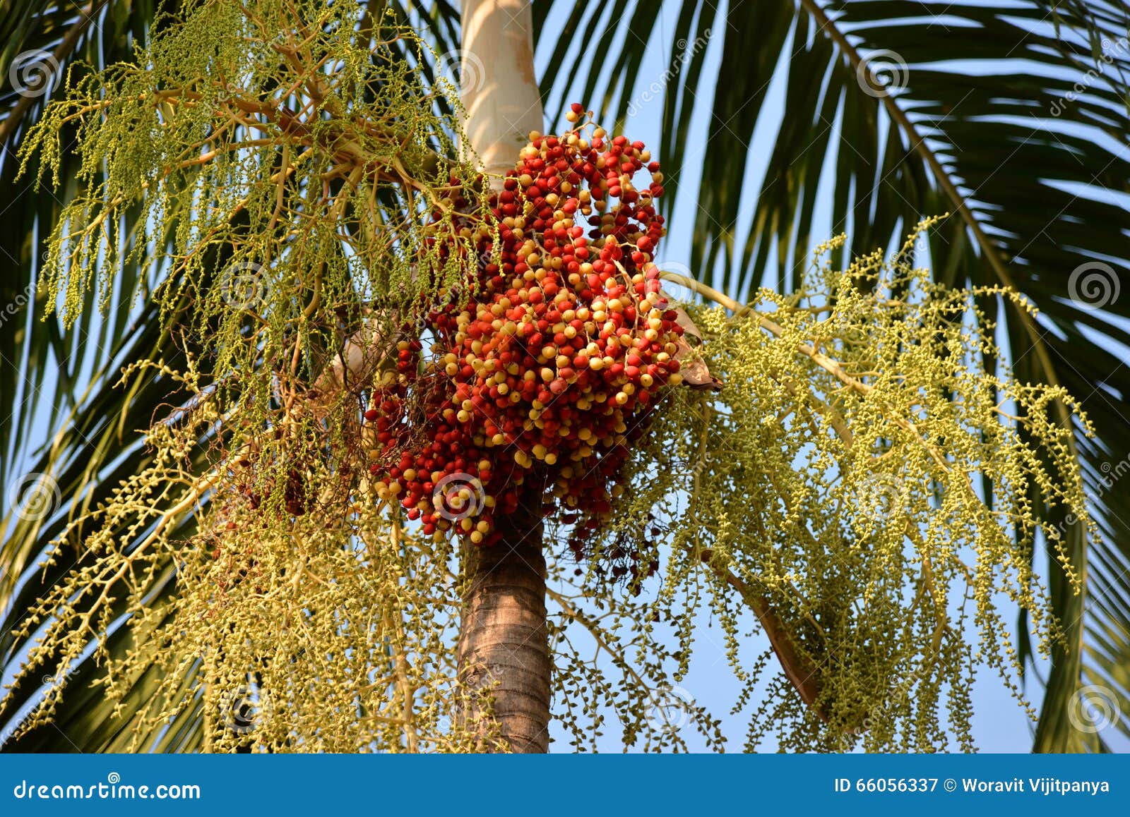 Red tropical palm fruit stock image. Image of green, angiosperm 66056337