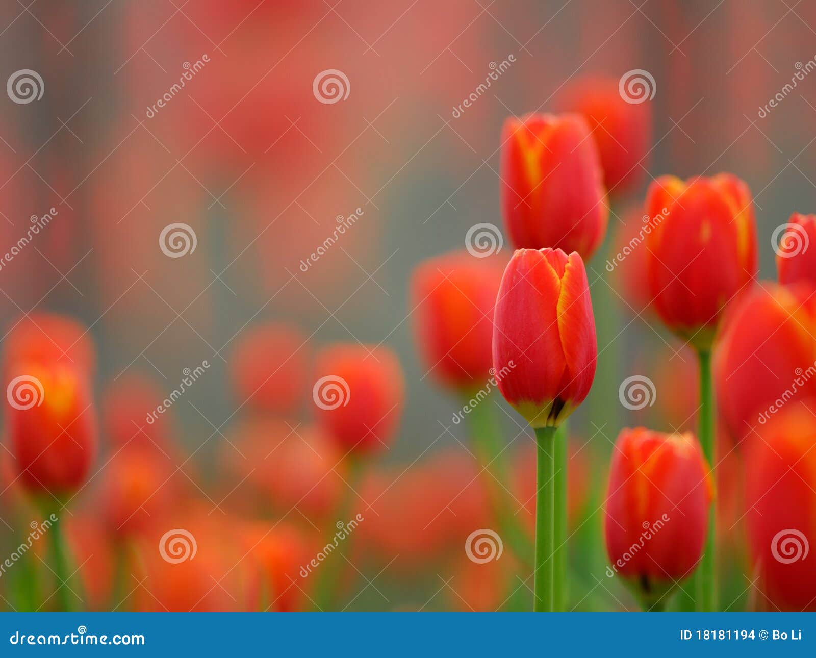 red tulip