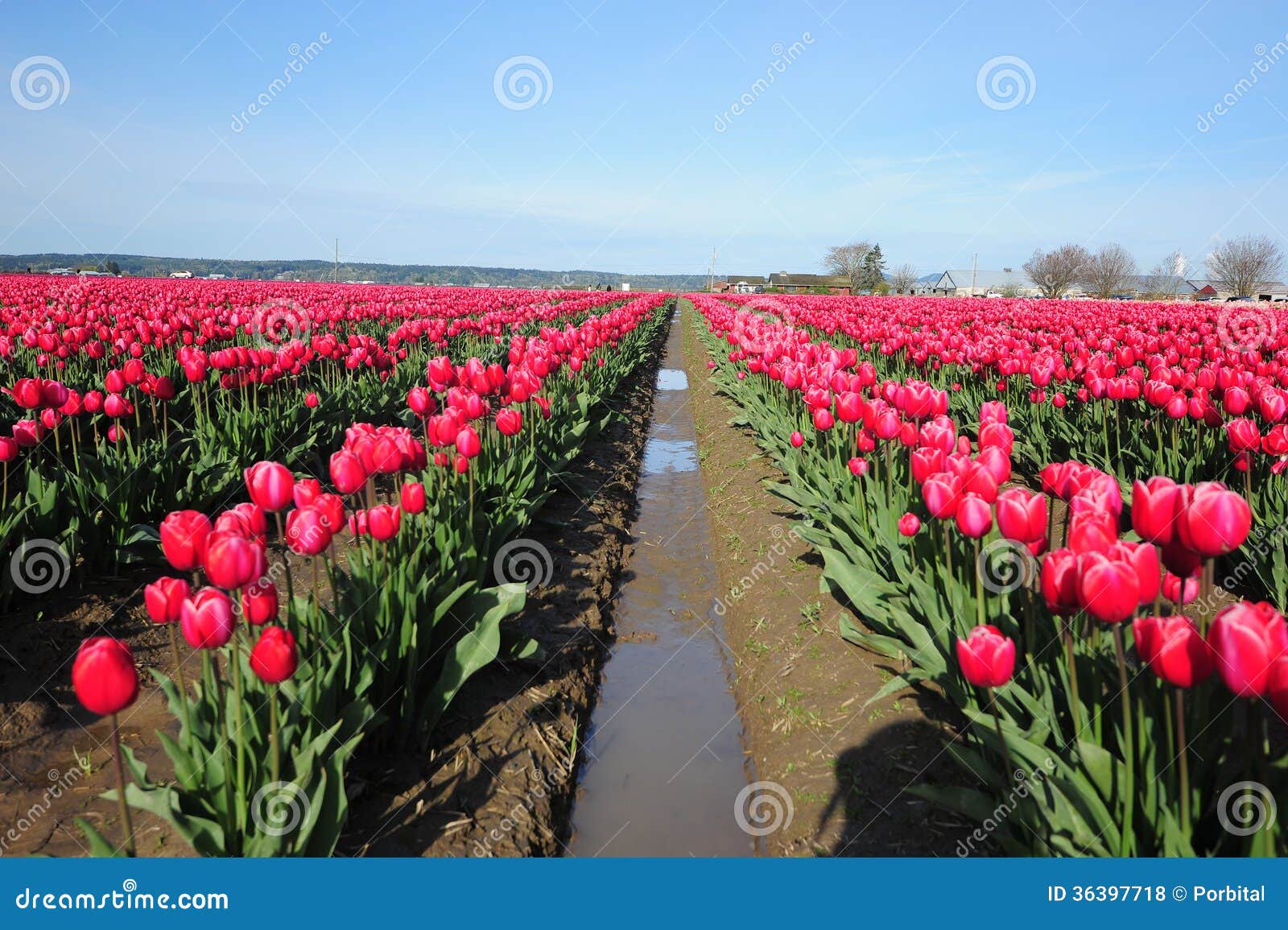 Red tulip farm stock photo. Image of bloom, colorful 36397718