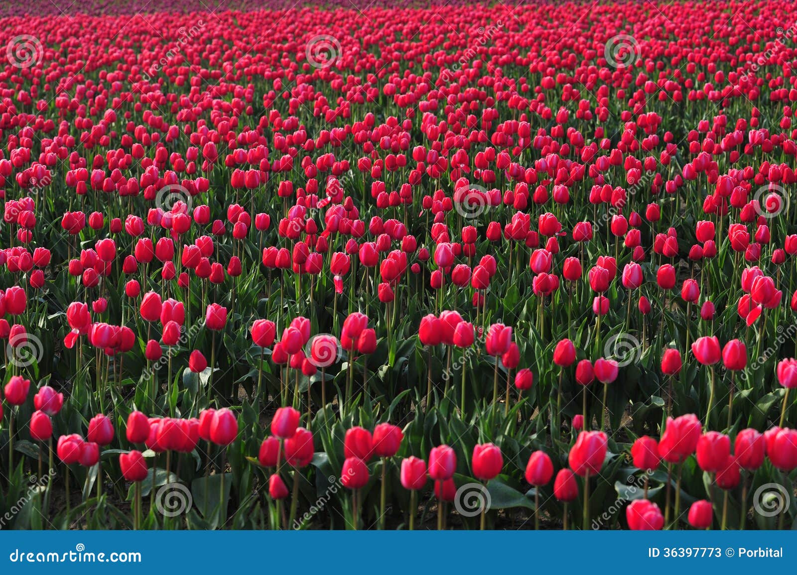 Red tulip farm stock image. Image of floral, countryside 36397773