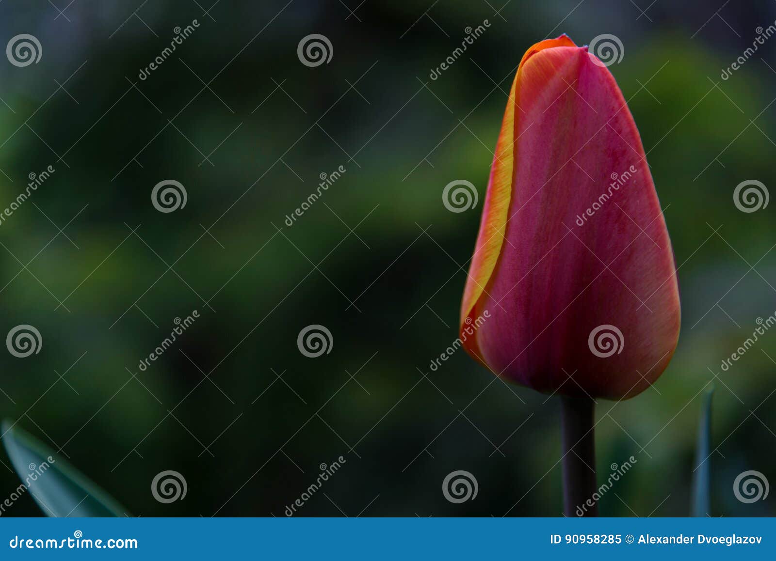 red tulip flower closeup