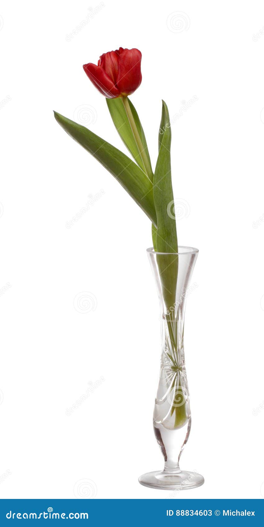 Red Tulip Flower in Crystal Vase Stock Image Image of single