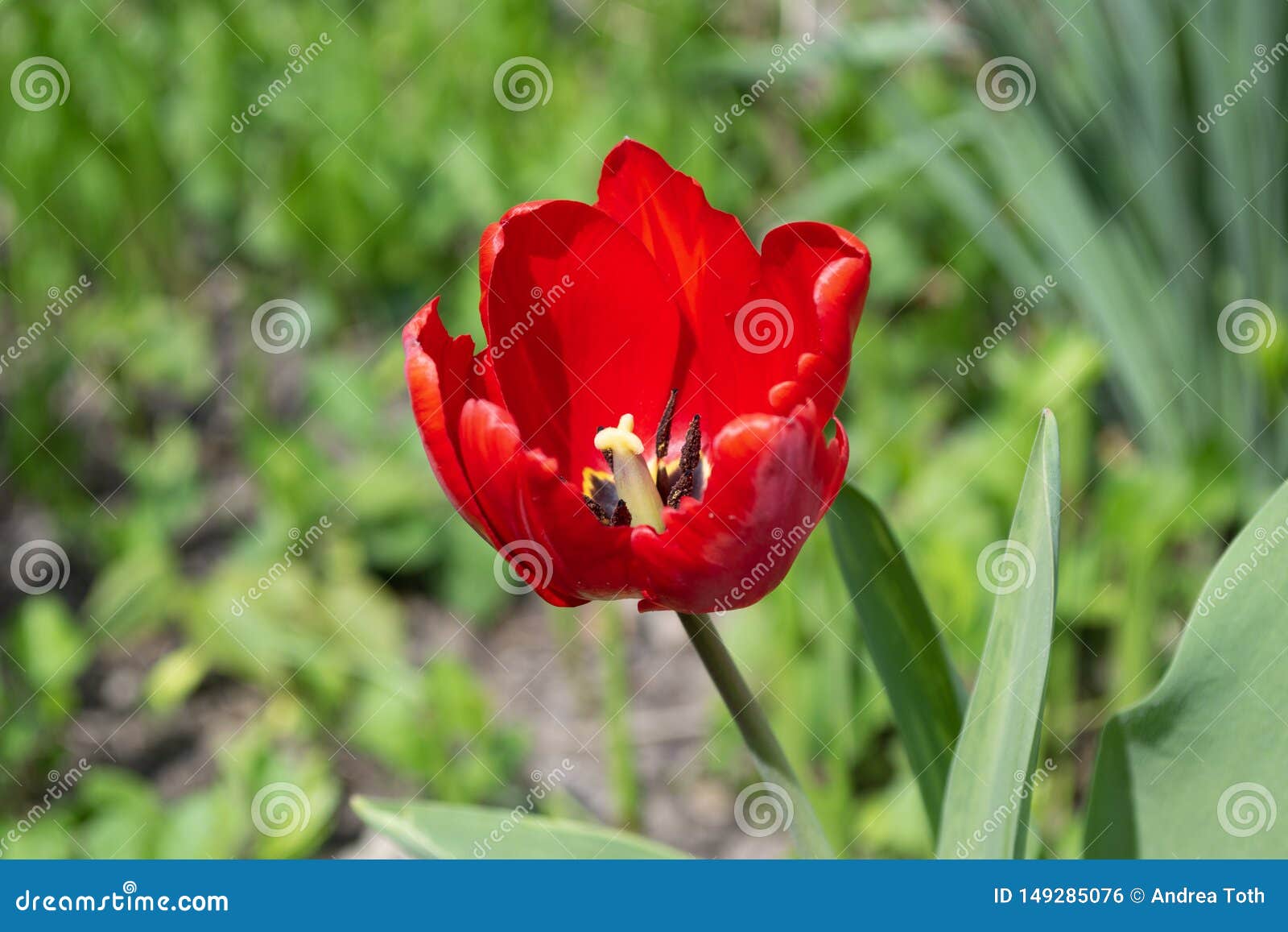 Download Red Tulip Flower In The Garden Stock Photo - Image of ...