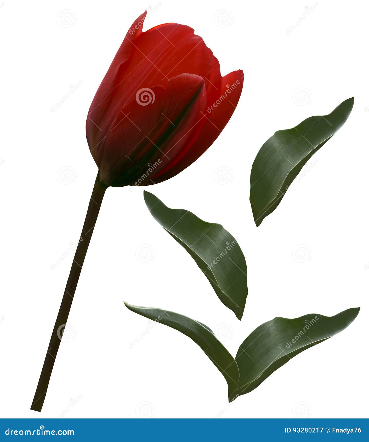 red tulip flower and green leafs on a white  background with clipping path. closeup. no shadows. for . side vie