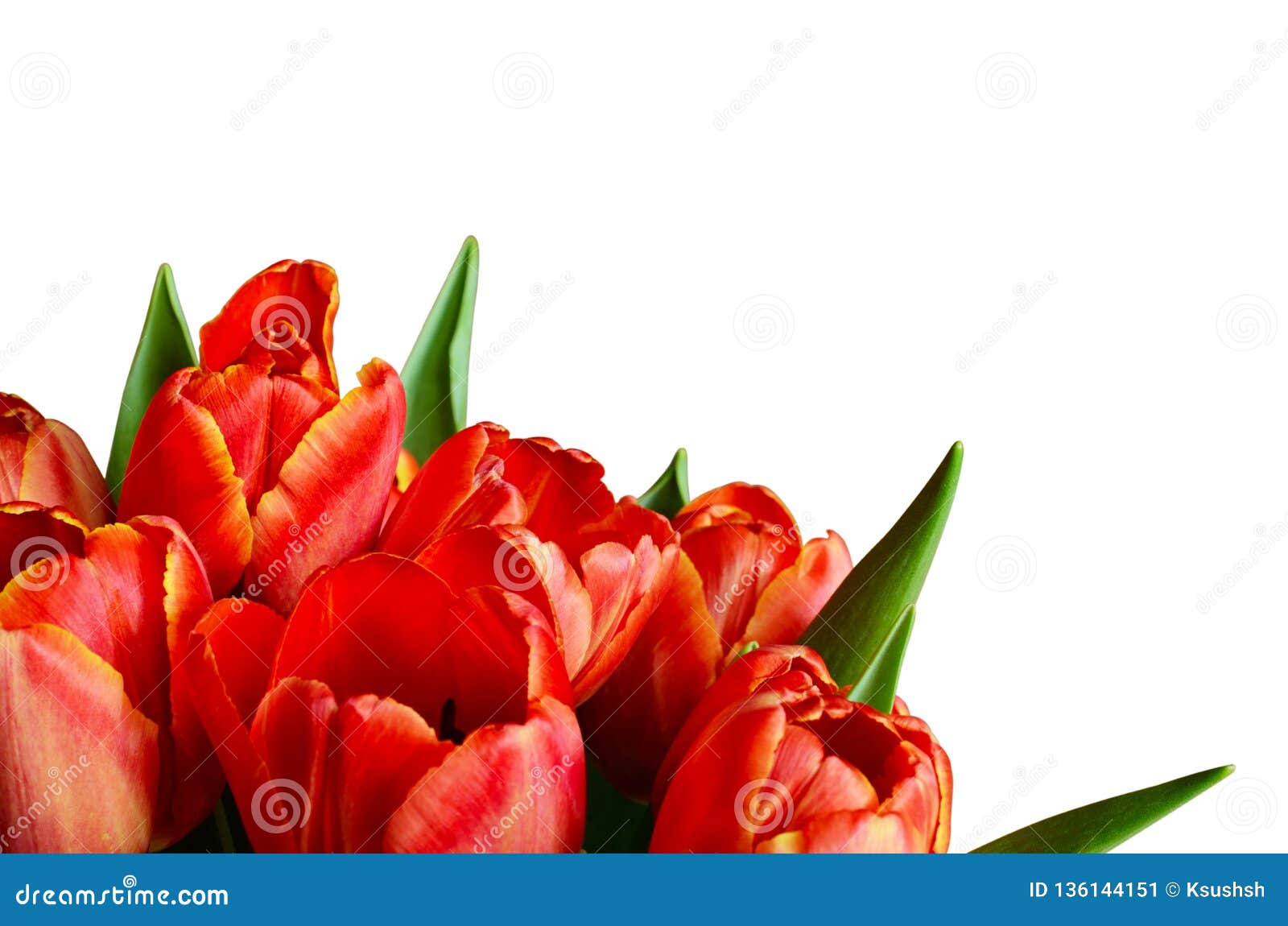 Red Tulip Flowers in a Corner Stock Image Image of border